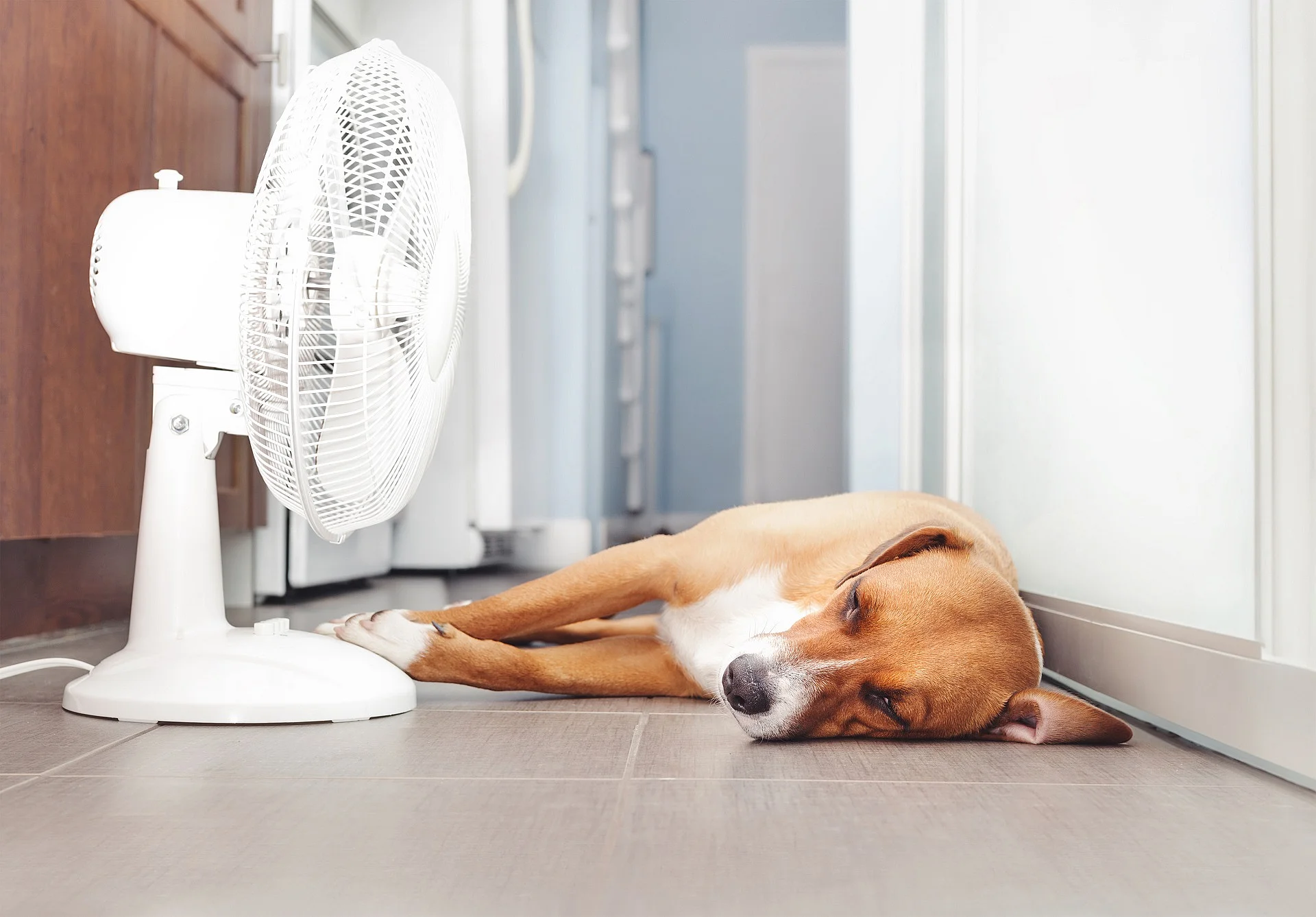 Ein brauner Hund liegt flach auf dem Küchenboden direkt vor einem Ventilator, um sich bei der Sommerhitze abzukühlen.