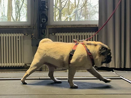 Ein Mopshund mit rotem Geschirr und Leine läuft auf einem Laufband für einen Fitnesstest.