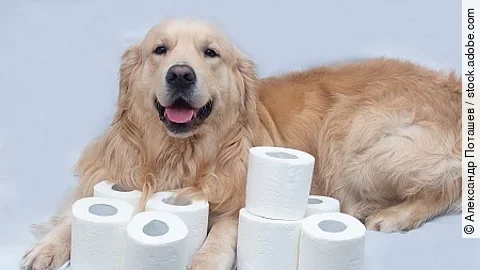Toilet paper and Golden Retriever.White toilet paper on white ba