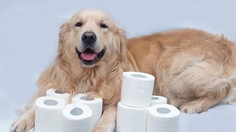 Toilet paper and Golden Retriever.White toilet paper on white ba