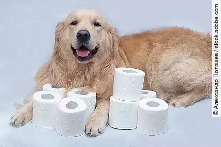 Toilet paper and Golden Retriever.White toilet paper on white ba