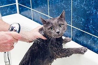 Bathing a gray cat in the bathroom