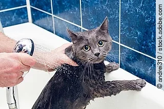 Bathing a gray cat in the bathroom