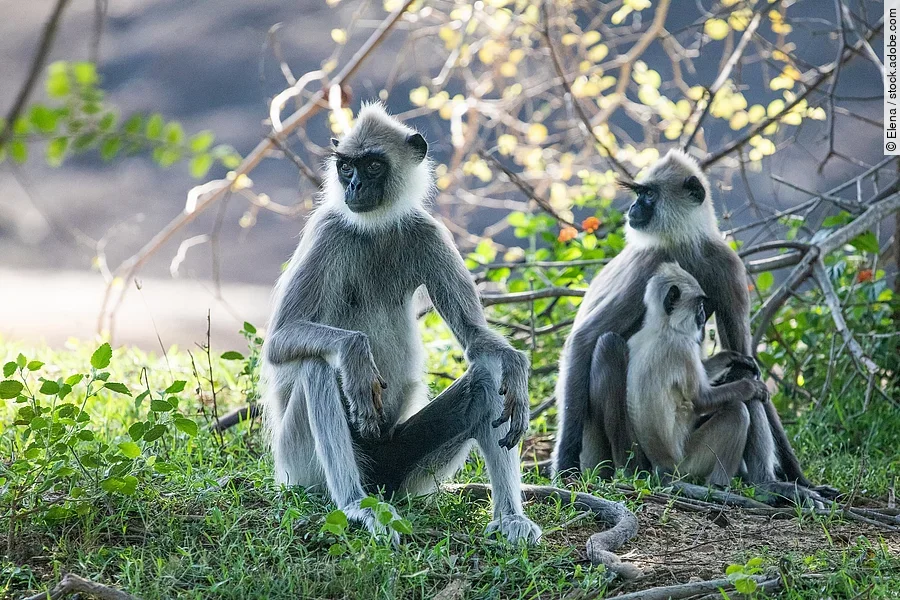 Eine Familie grauer Languren sitzt im Gras. Dabei trägt einer der beiden erwachsenen Languren ein Baby.