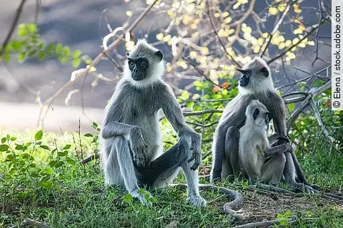Eine Familie grauer Languren sitzt im Gras. Dabei trägt einer der beiden erwachsenen Languren ein Baby.