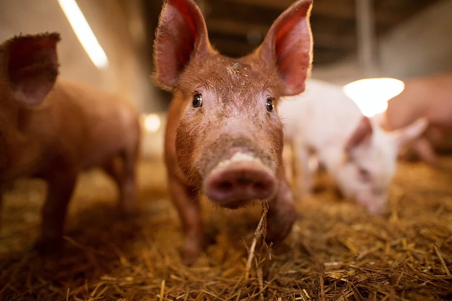 Ferkel im Stall