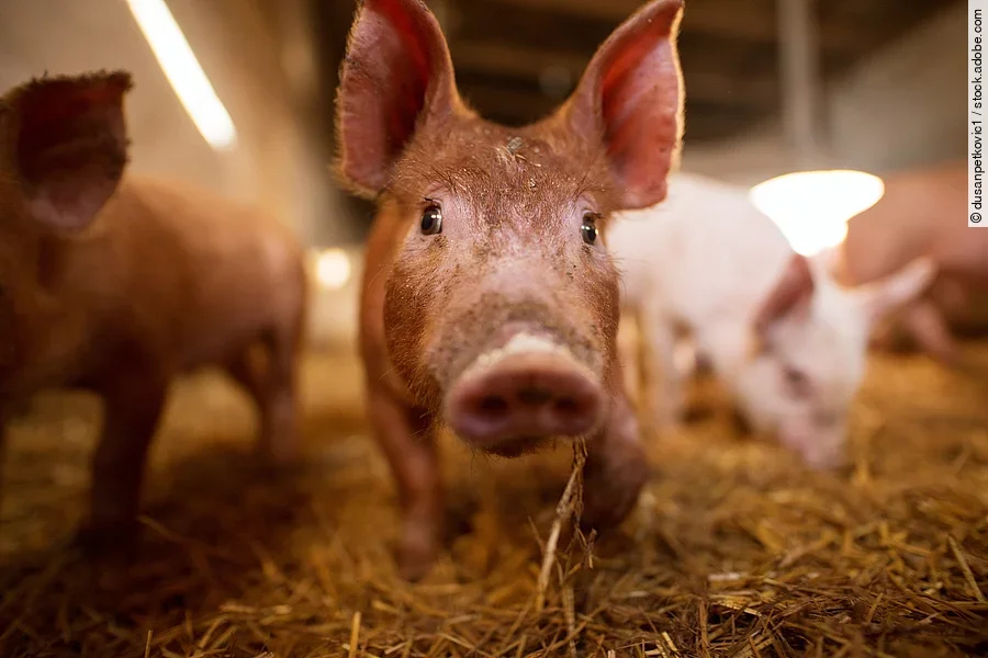 Ferkel im Stall