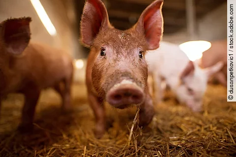 Ferkel im Stall