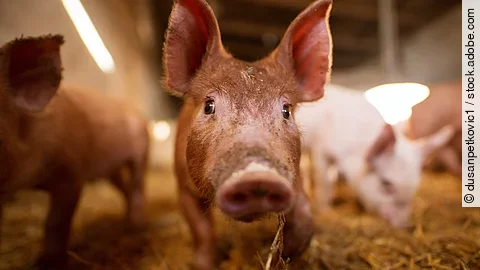 Ferkel im Stall