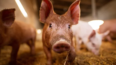 Ferkel im Stall