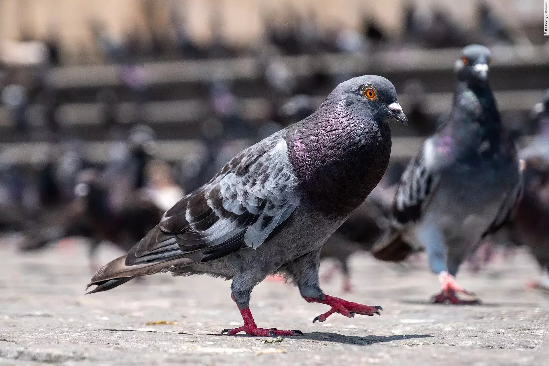 Nahaufnahme einer Stadttaube
