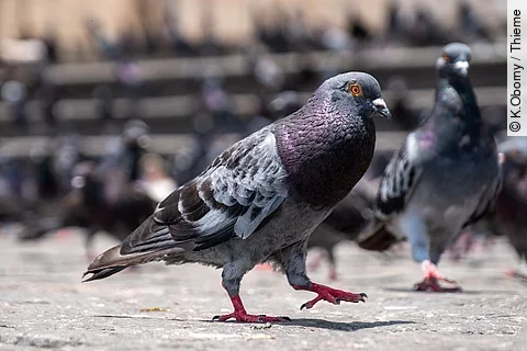 Nahaufnahme einer Stadttaube