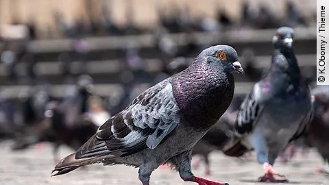 Nahaufnahme einer Stadttaube