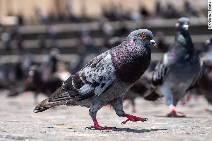 Nahaufnahme einer Stadttaube