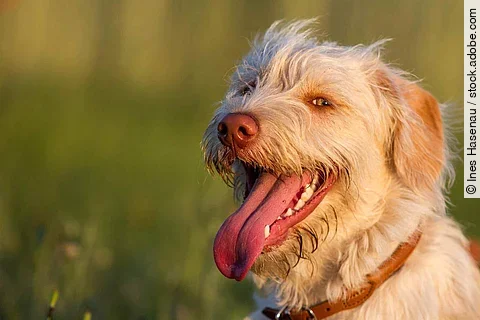 Mischlingshündin auf dem Feld beim Spaziergang