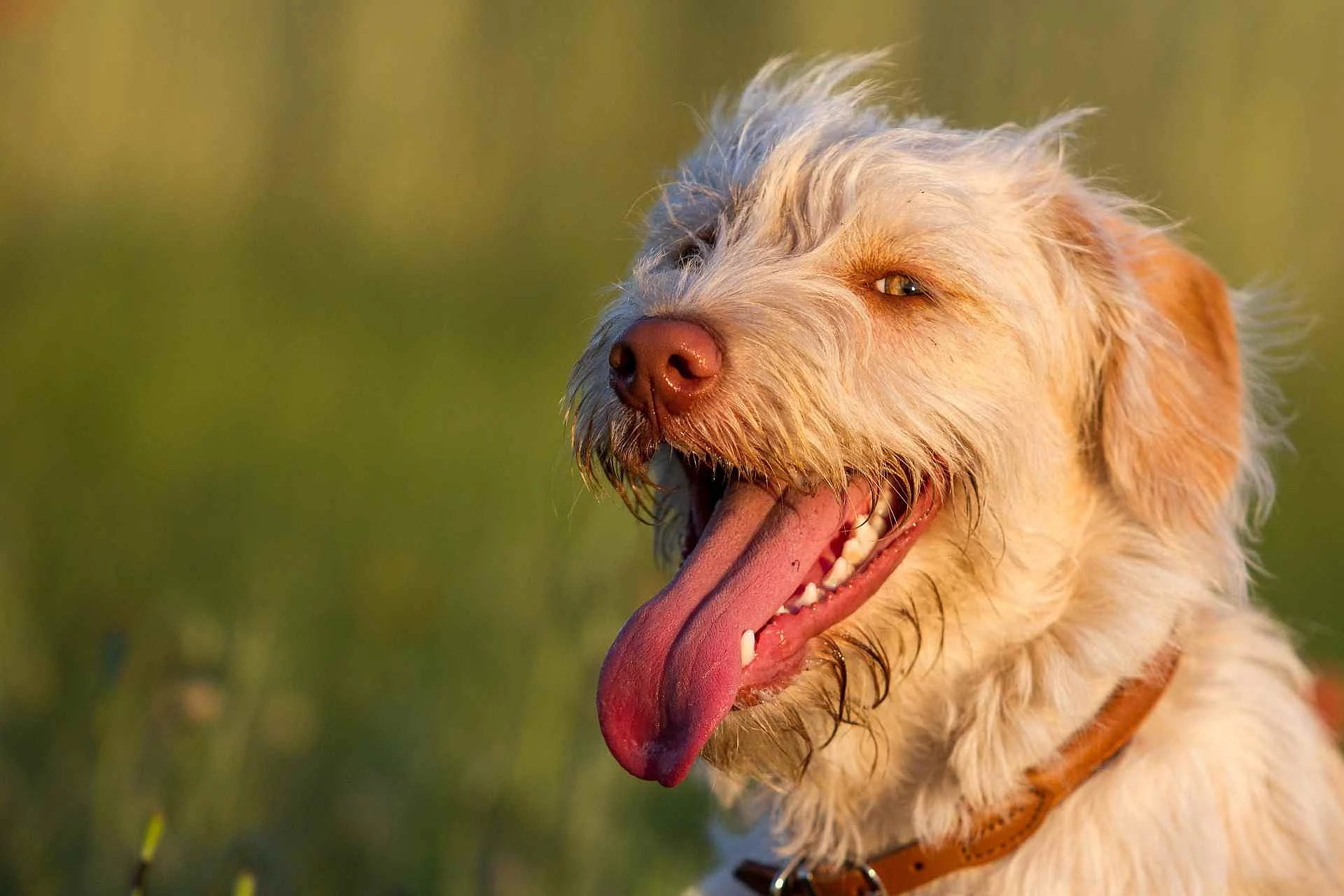 Mischlingshündin auf dem Feld beim Spaziergang