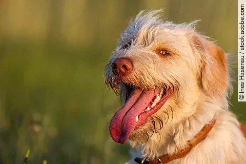 Mischlingshündin auf dem Feld beim Spaziergang