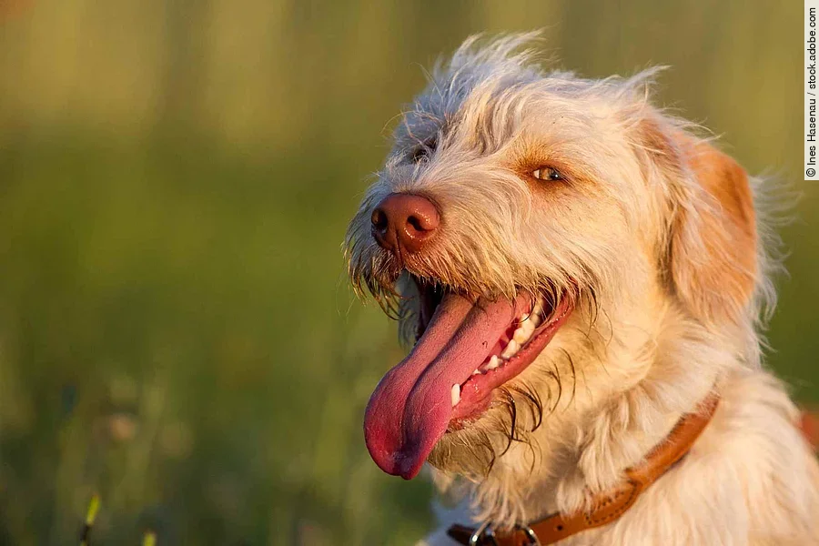 Mischlingshündin auf dem Feld beim Spaziergang