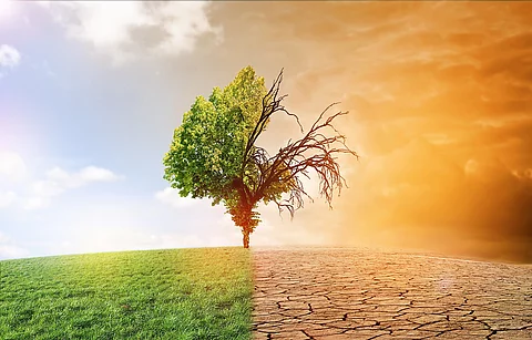 Zwei geteiltes Bild: Auf der rechten Seite gesunder Baum, auf der linken Baum nach Dürre.