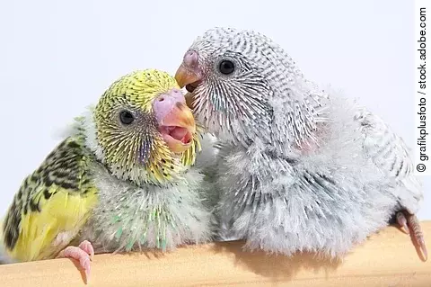 Zwei junge Wellensittich-Küken sitzen nebeneinander auf einer Stange. Ihr blaues und gelb-grünes Gefieder ist noch nicht ganz entwickelt.