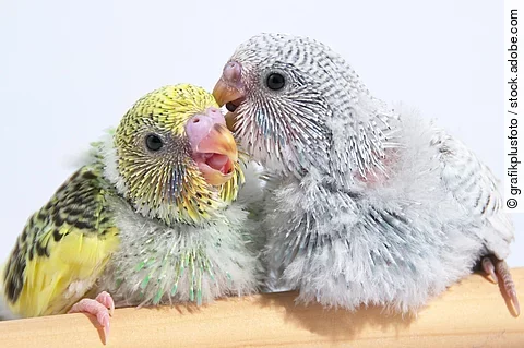 Zwei junge Wellensittich-Küken sitzen nebeneinander auf einer Stange. Ihr blaues und gelb-grünes Gefieder ist noch nicht ganz entwickelt.