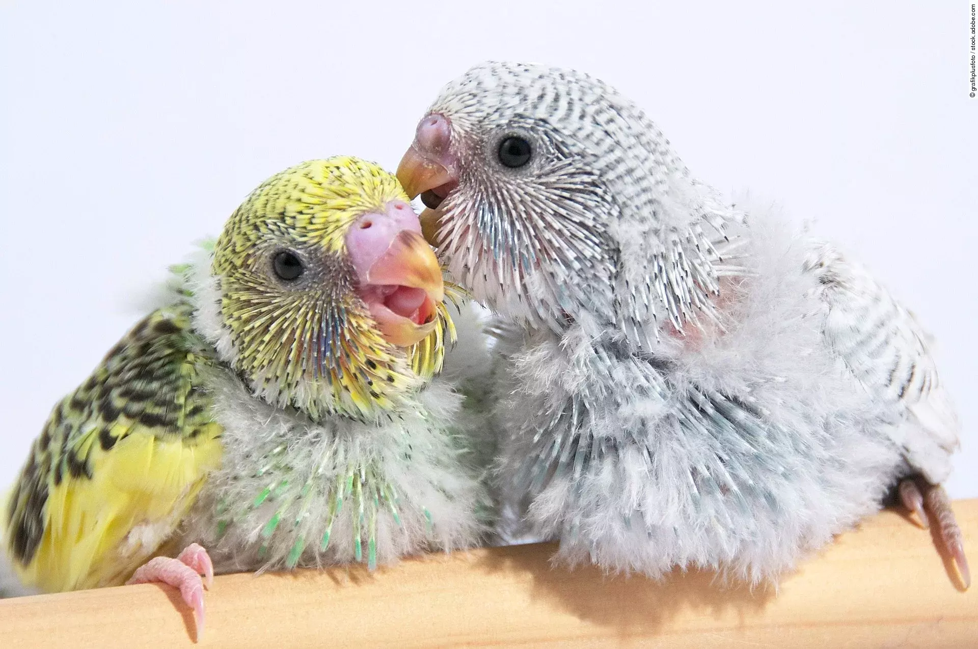 Zwei junge Wellensittich-Küken sitzen nebeneinander auf einer Stange. Ihr blaues und gelb-grünes Gefieder ist noch nicht ganz entwickelt.