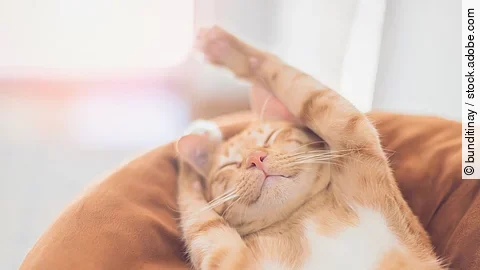 Kitten schläft auf dem Rücken.