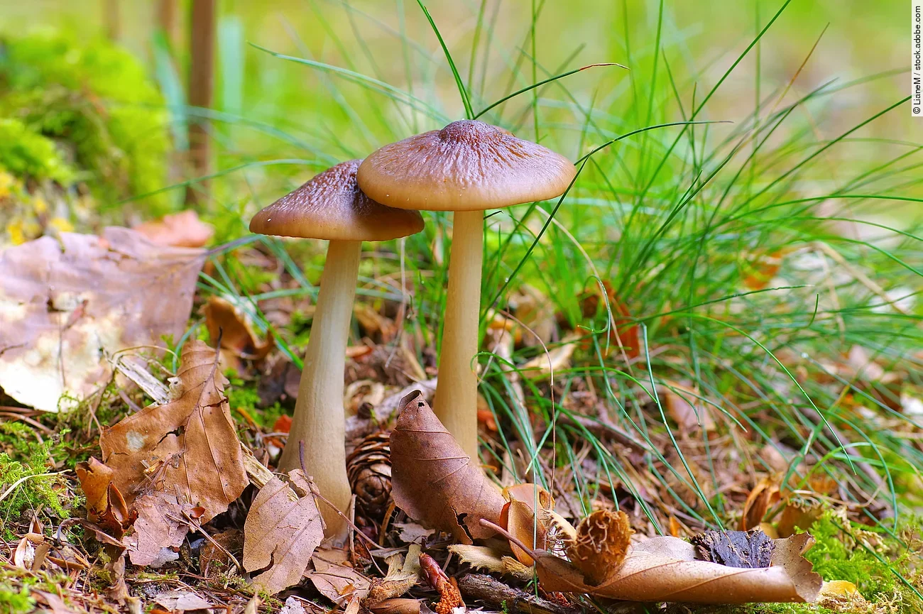 Zwei Rötlinge, auch Entoloma genannt, wachsen auf dem mit Laub bedeckten Waldboden.