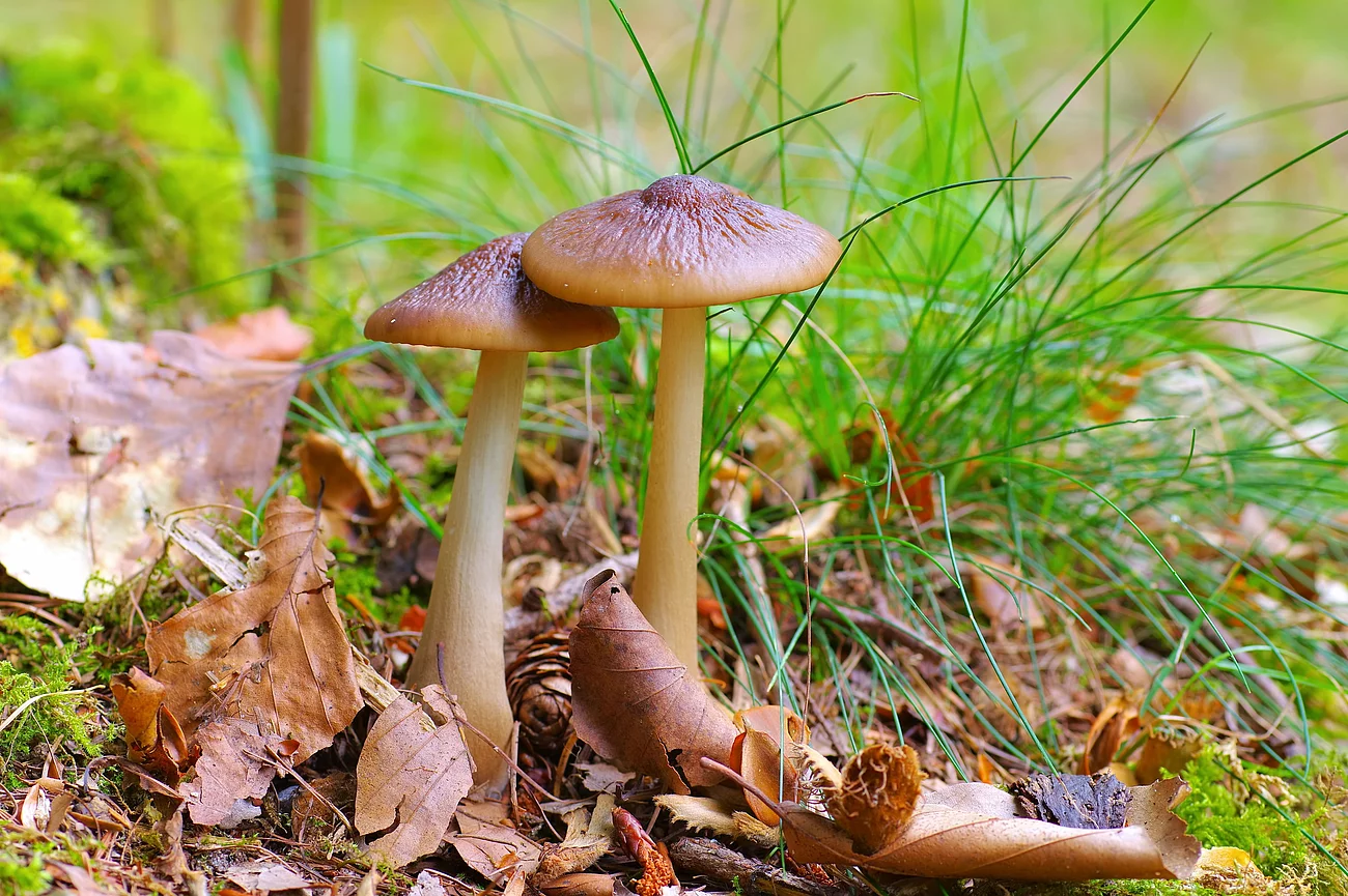 Zwei Rötlinge, auch Entoloma genannt, wachsen auf dem mit Laub bedeckten Waldboden.