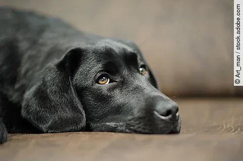 Schwarzer Labrador liegt auf einem Sofa. 