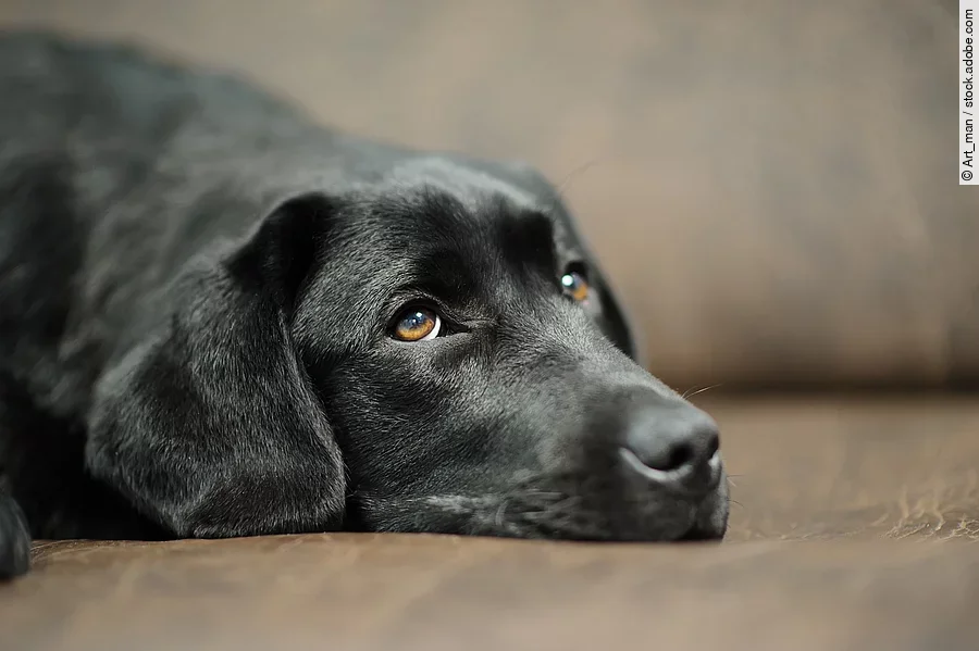 Schwarzer Labrador liegt auf einem Sofa. 