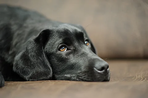 Schwarzer Labrador liegt auf einem Sofa. 