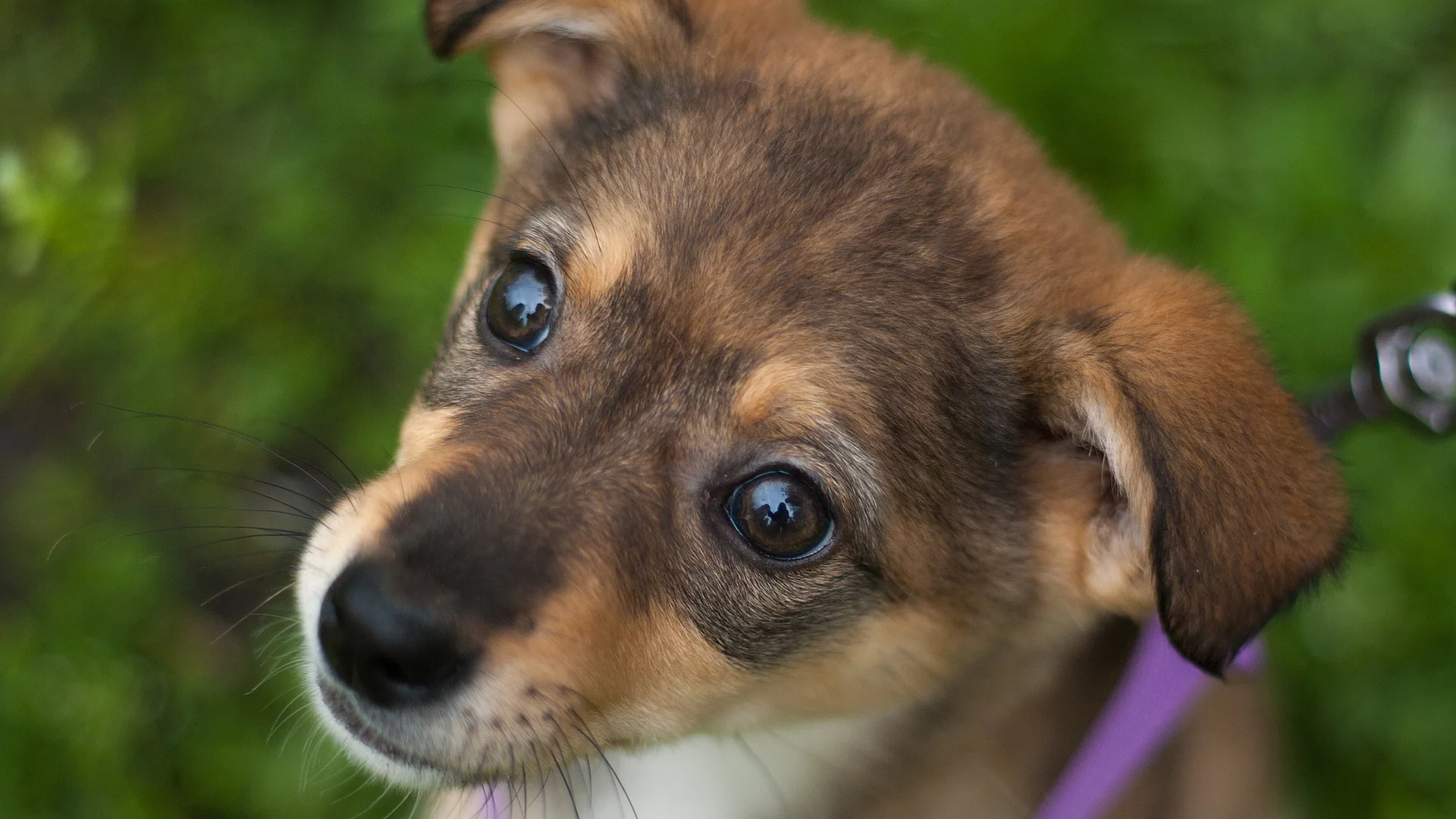 Ein kleiner, brauner Mischlingshundewelpe trägt ein lila Geschirr und sitzt mit großen Augen in einem Park.