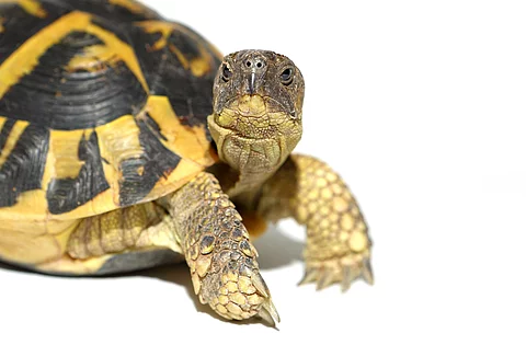 Landschildkröte