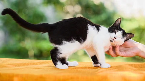 Katze wird von Besitzerin gekrault