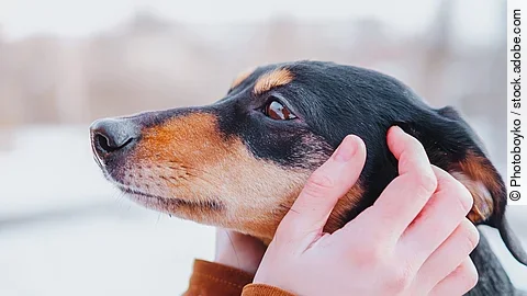 Eine Person streichelt mit beiden Händen den Kopf von einem Hund. Bei dem Hund handelt es sich um einen Dachshund. Er hat schwarz-braunes Fell. Der Stoff von dem Oberteil hat an den Ärmeln orangenen Stoff.