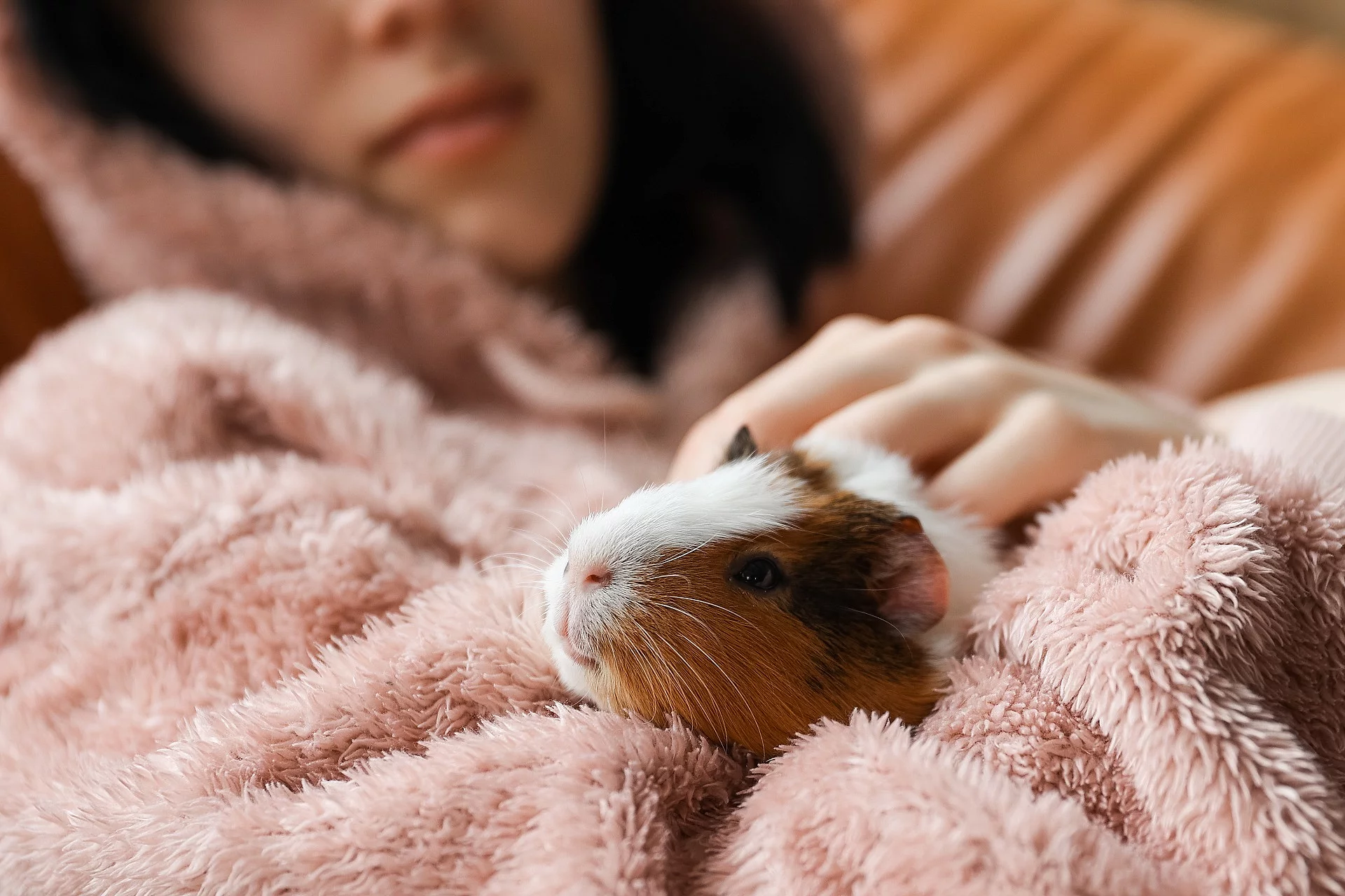 Meerschweinchen