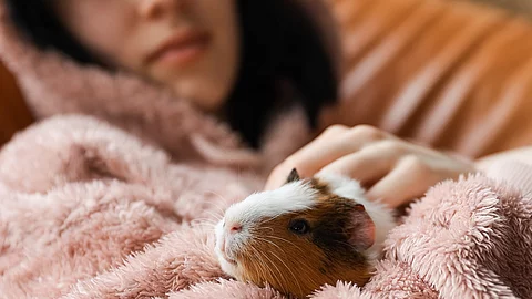 Meerschweinchen Meerschweinchen
