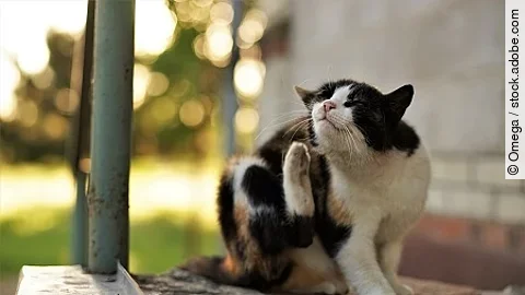 Cat paw scratches behind the ear. Fleas and ticks in domestic an