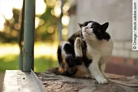 Cat paw scratches behind the ear. Fleas and ticks in domestic an