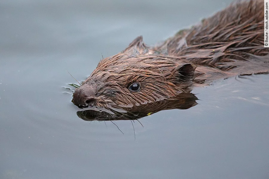Ein Biber schwimmt in einem ruhigen Gewässer. Sein Fell ist braun und die obere Hälfte des Körpers schaut aus dem Wasser heraus.