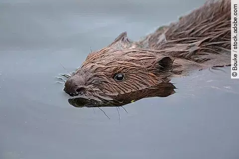 Ein Biber schwimmt in einem ruhigen Gewässer. Sein Fell ist braun und die obere Hälfte des Körpers schaut aus dem Wasser heraus.