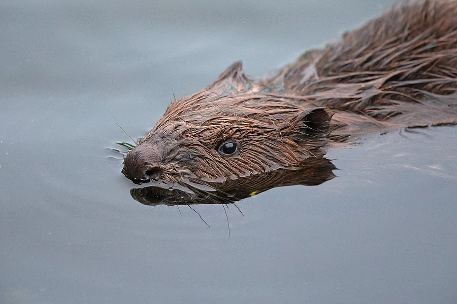 A close-up picture of a Eurasian beaver (Castor fiber) eating and swimming in calm water. Ein Biber schwimmt in einem ruhigen Gewässer. Sein Fell ist braun und die obere Hälfte des Körpers schaut aus dem Wasser heraus.