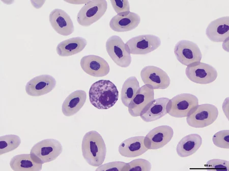 Im Blutausstrich einer Bartagame kann man einen eosinophilen Granulozyten erkennen.