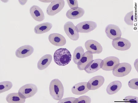 Im Blutausstrich einer Bartagame kann man einen eosinophilen Granulozyten erkennen.