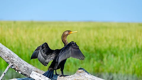 Ein Kormoran sitzt auf einem Ast über dem Wasser und breitet seine Flügel aus.