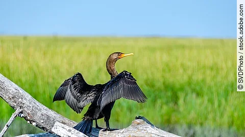 Ein Kormoran sitzt auf einem Ast über dem Wasser und breitet seine Flügel aus.