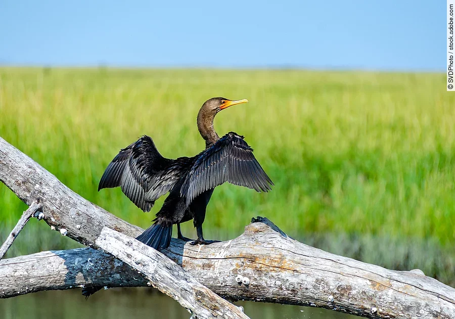 Ein Kormoran sitzt auf einem Ast über dem Wasser und breitet seine Flügel aus.