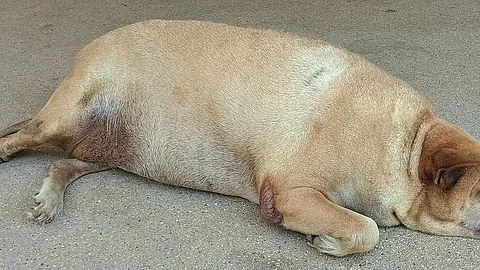 Ein übergewichtiger Hund liegt auf dem Boden. 
