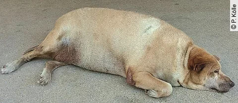 Ein übergewichtiger Hund liegt auf dem Boden. 